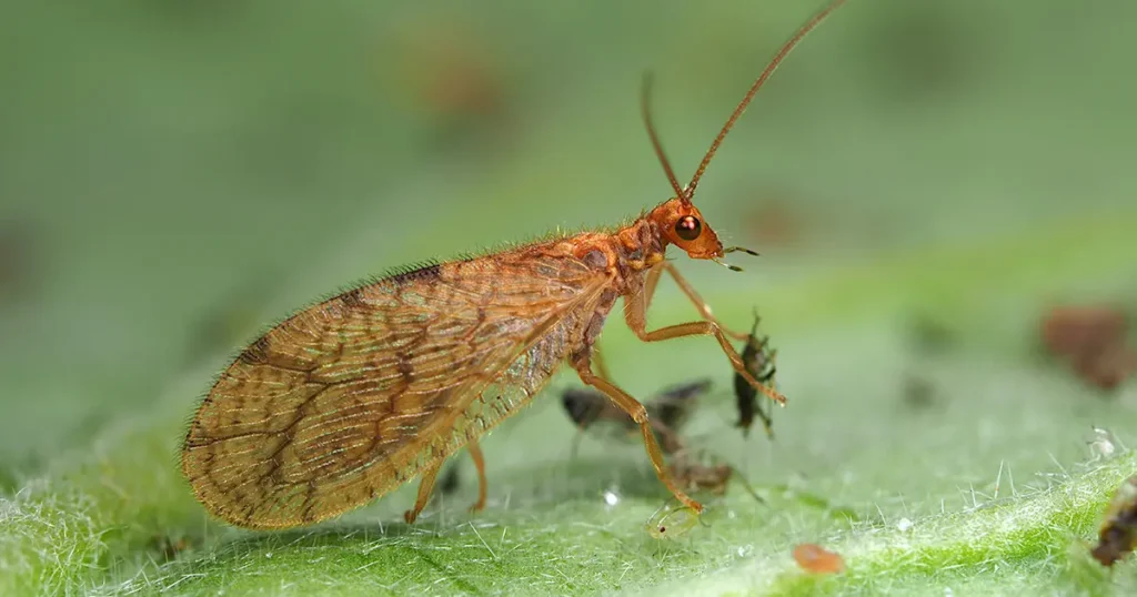 Micromus kenttälymykorento