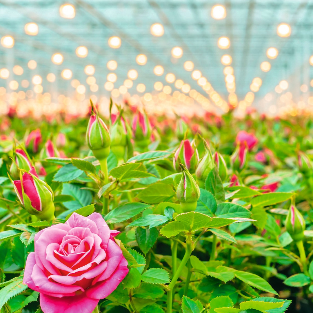 Read more about the article Kasvata valon voimalla – meiltä parhaat Ushion tuotteet!