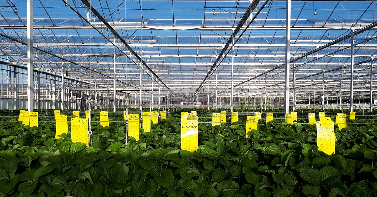 Read more about the article Bug Scan® liima-ansojen tarjouskampanja!