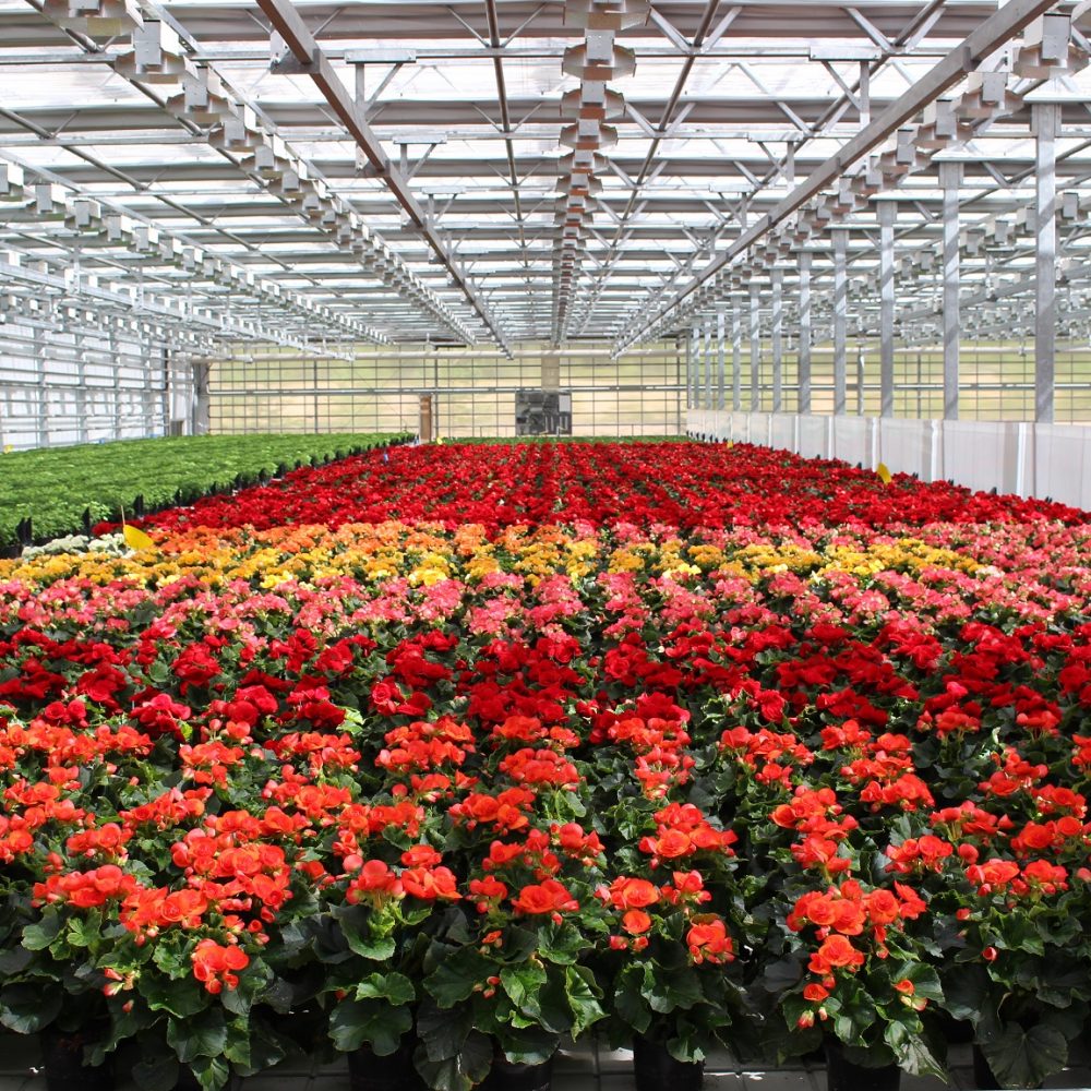 Read more about the article Puutarhaliike Helle osti Ylitalon kauppapuutarhan