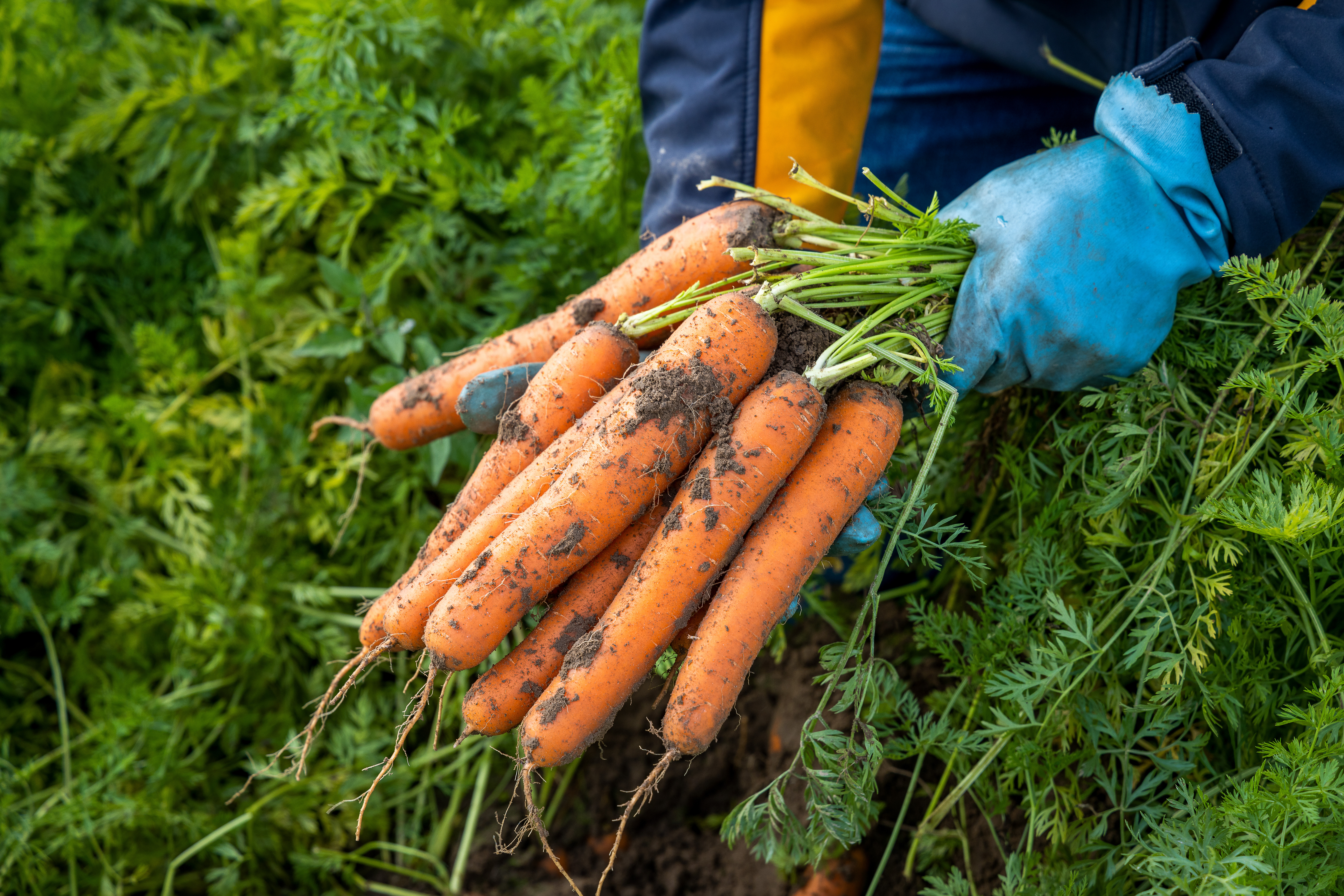 Läs mer om artikeln Morotsseminariet i Vittis, den 10 december
