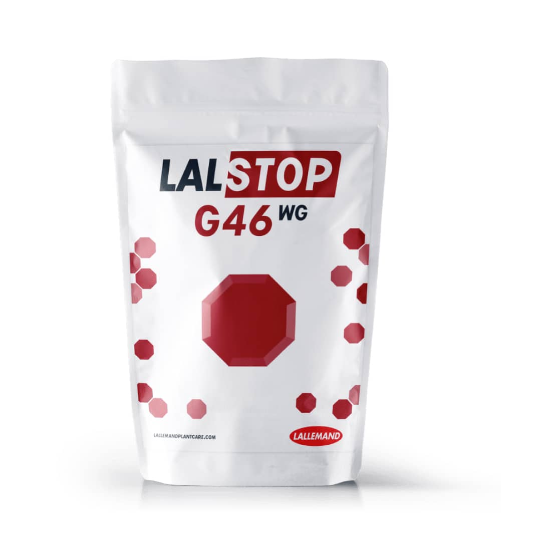 Läs mer om artikeln LALSTOP – nyhet för biologisk bekämpning av svampsjukdomar