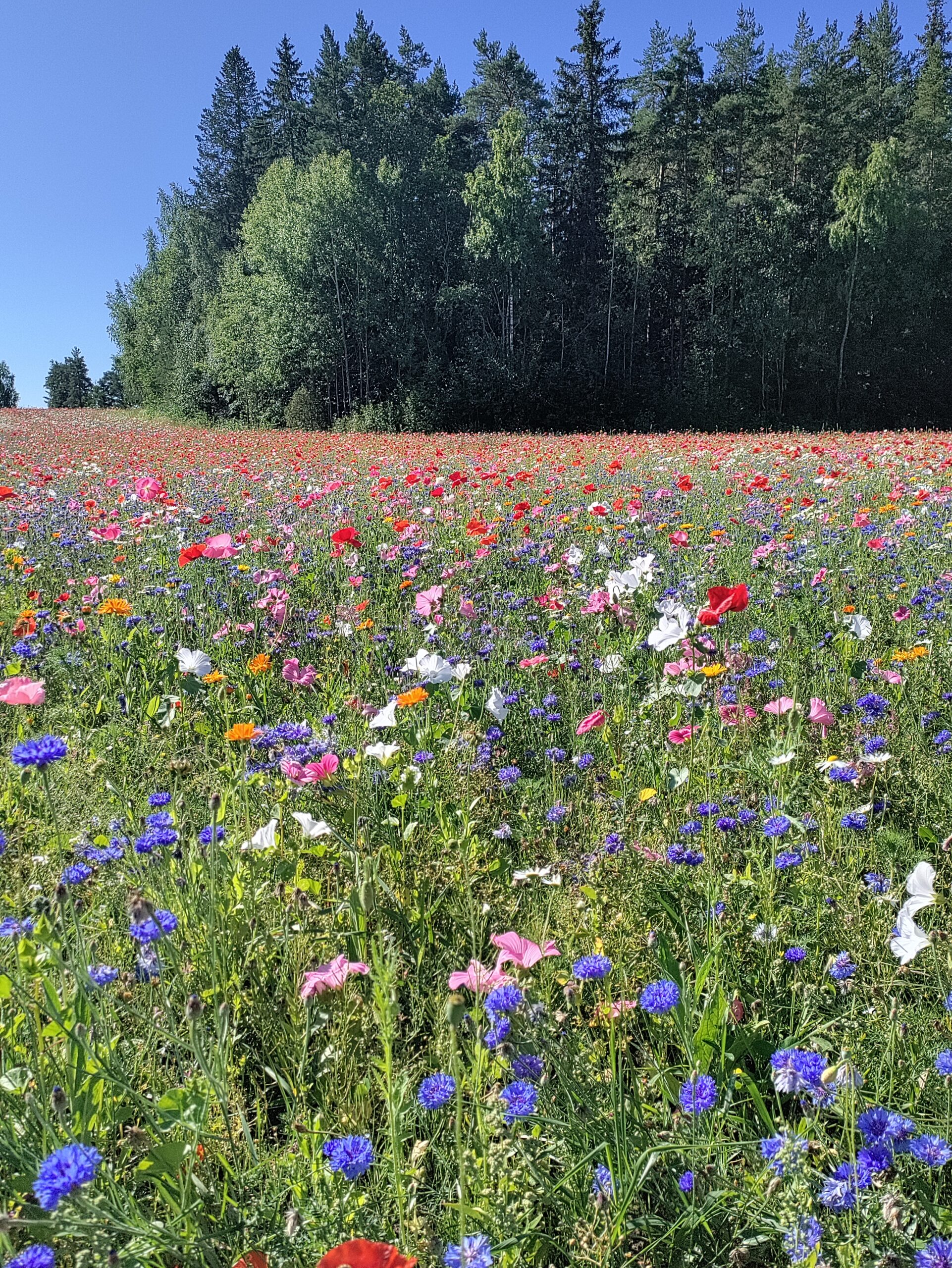 Read more about the article HelleKesä-kukkapellon kylvöohje