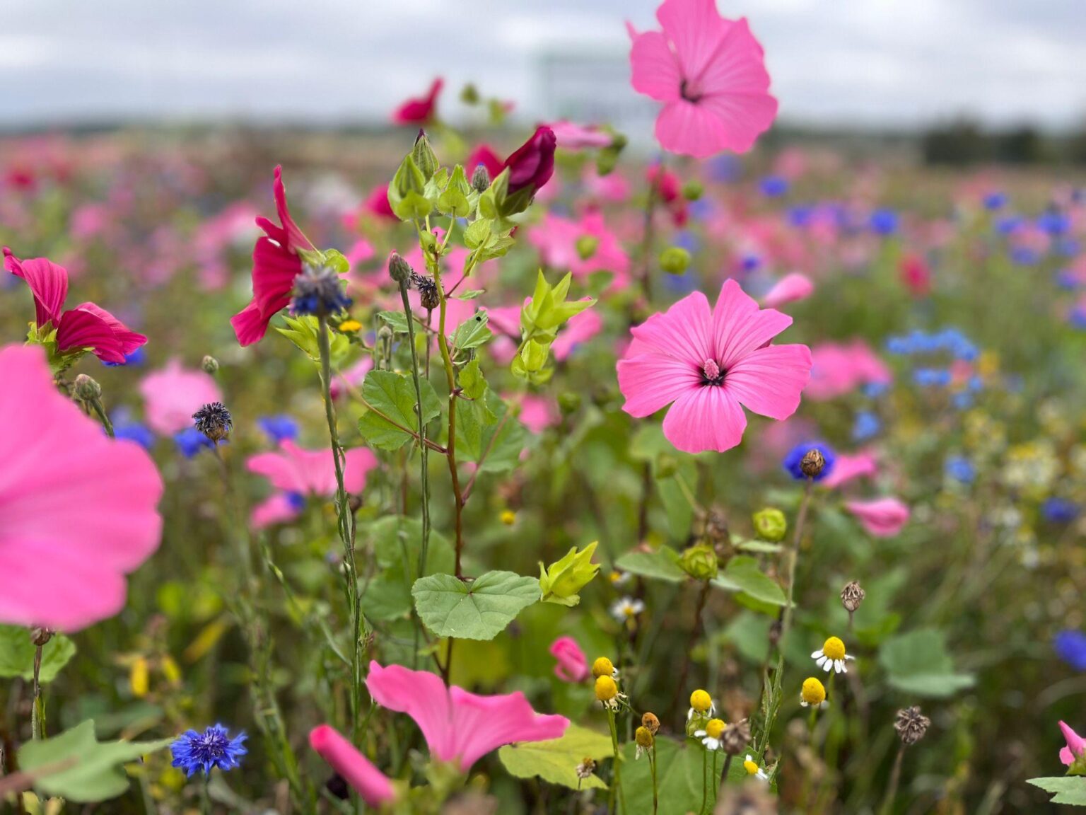 HelleKesä-kukkapelto