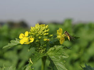 saneerauskasvi, valkosinappi Gaudi