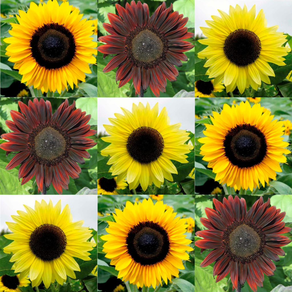 Auringonkukka loistesekoitus